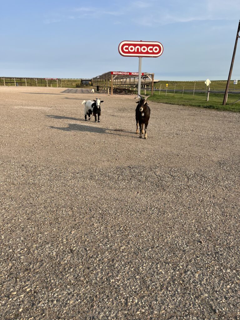 Goats at a gas station.