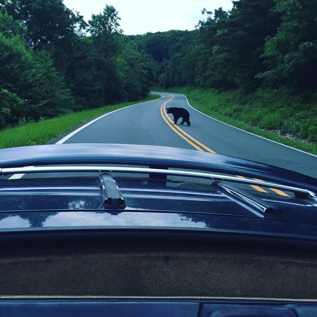 A bear along the side of the road.