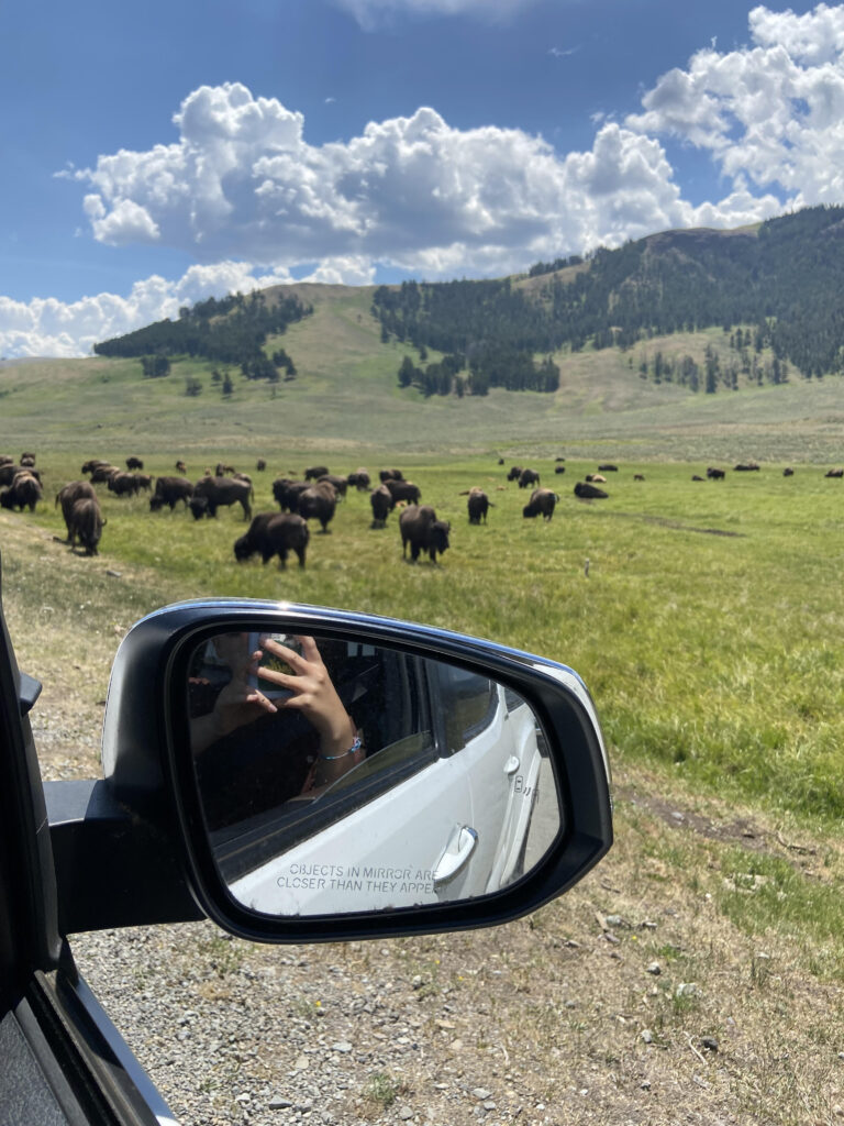 Bison along the side of the road.