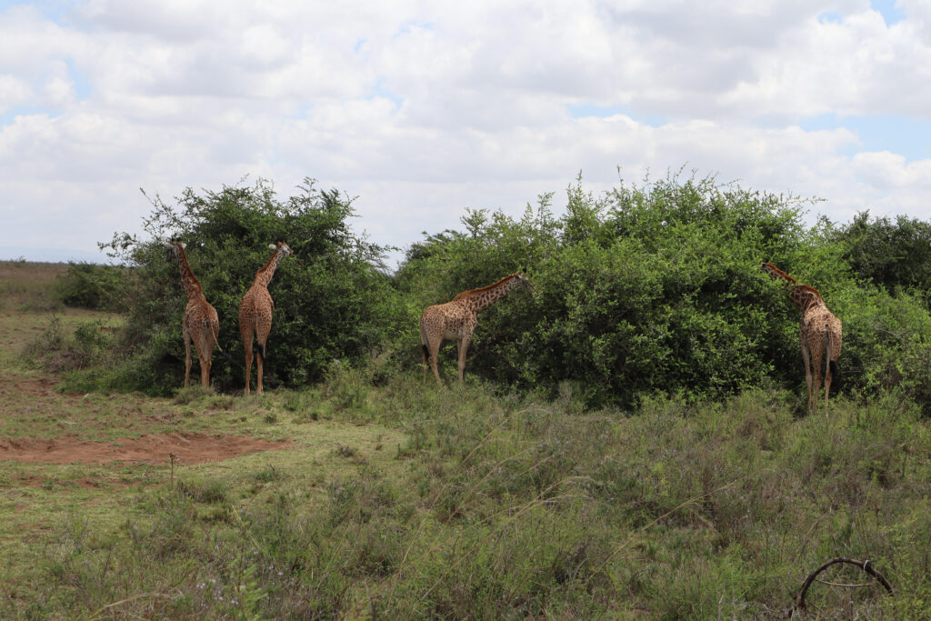 Giraffes eat from trees. 