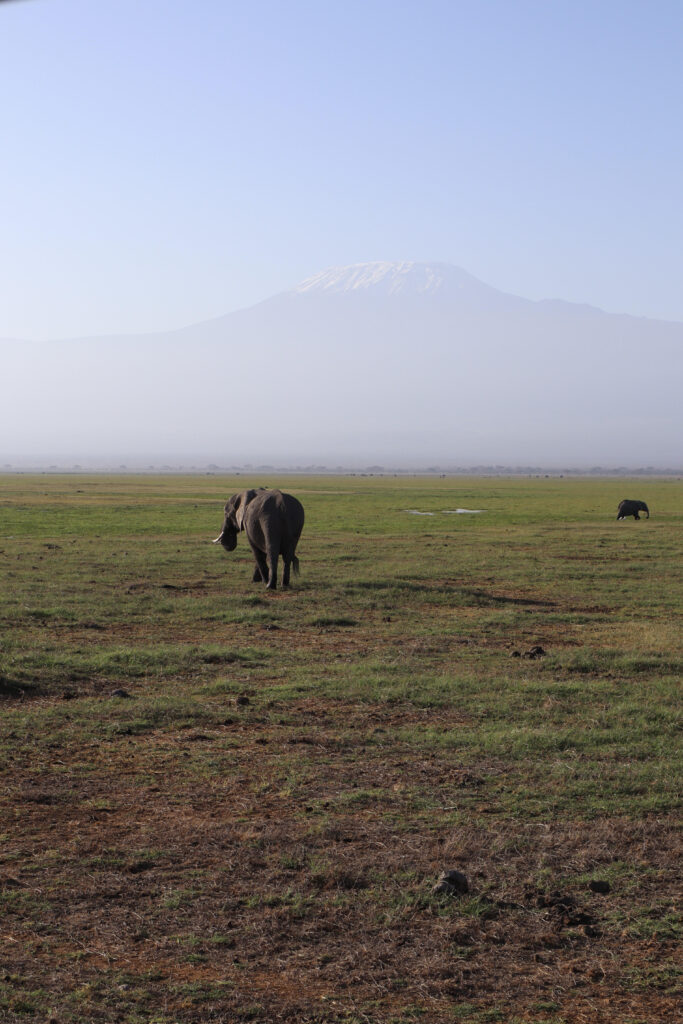 Elephants eating breakfast at the base of Mount Kilimanjaro.