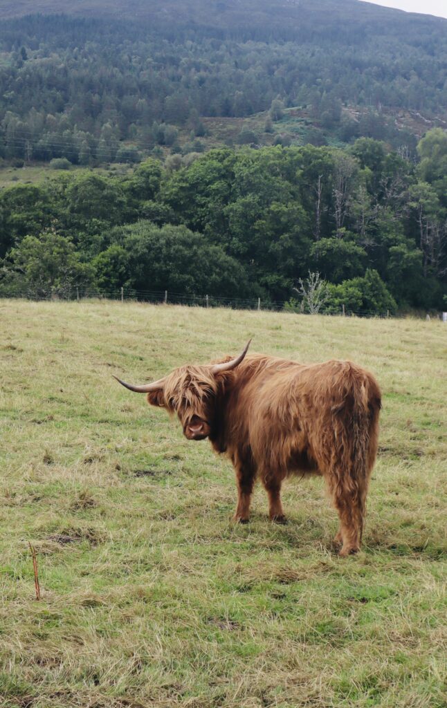 A coo along the side of the road. 